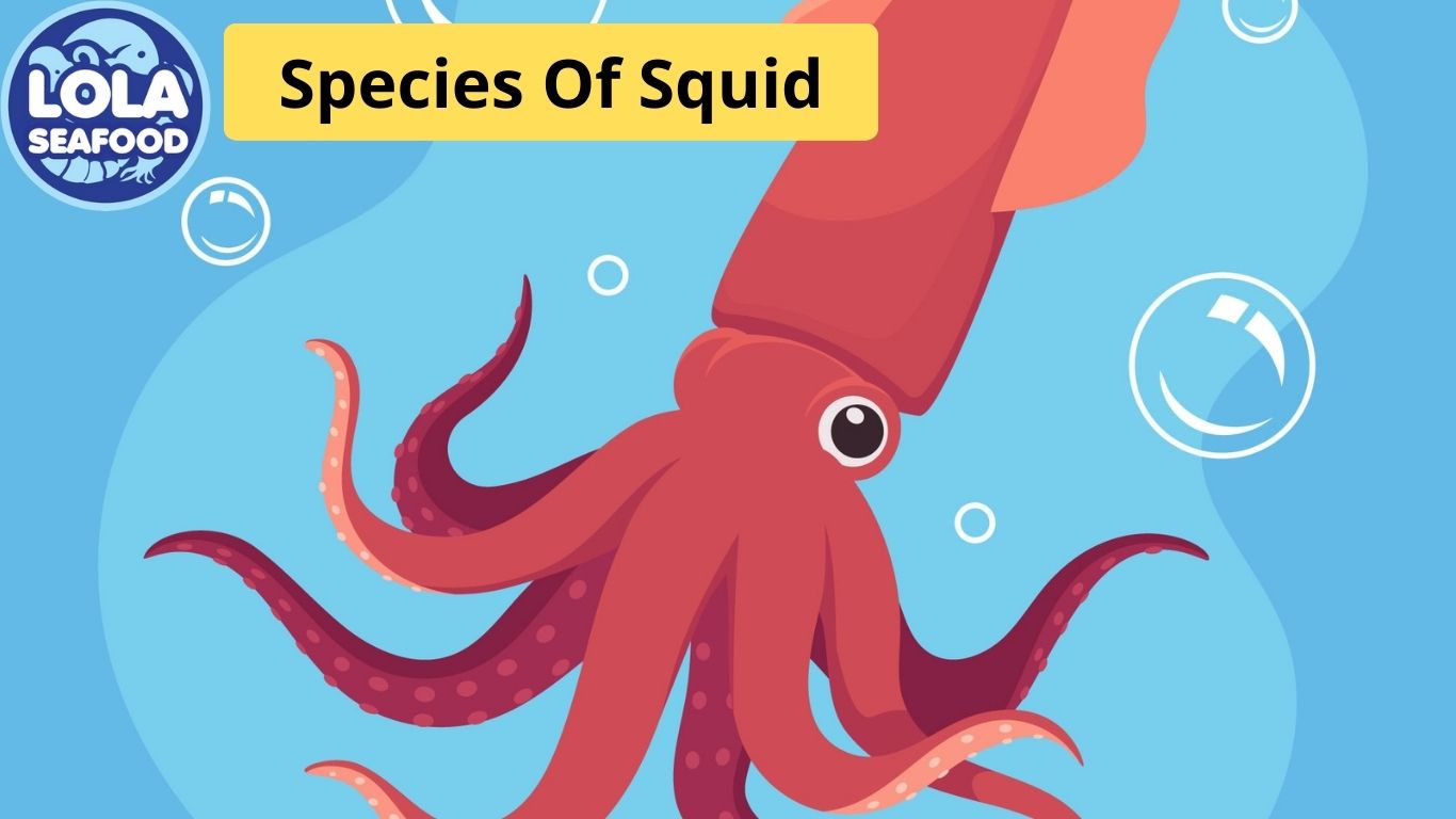 Species Of Squid